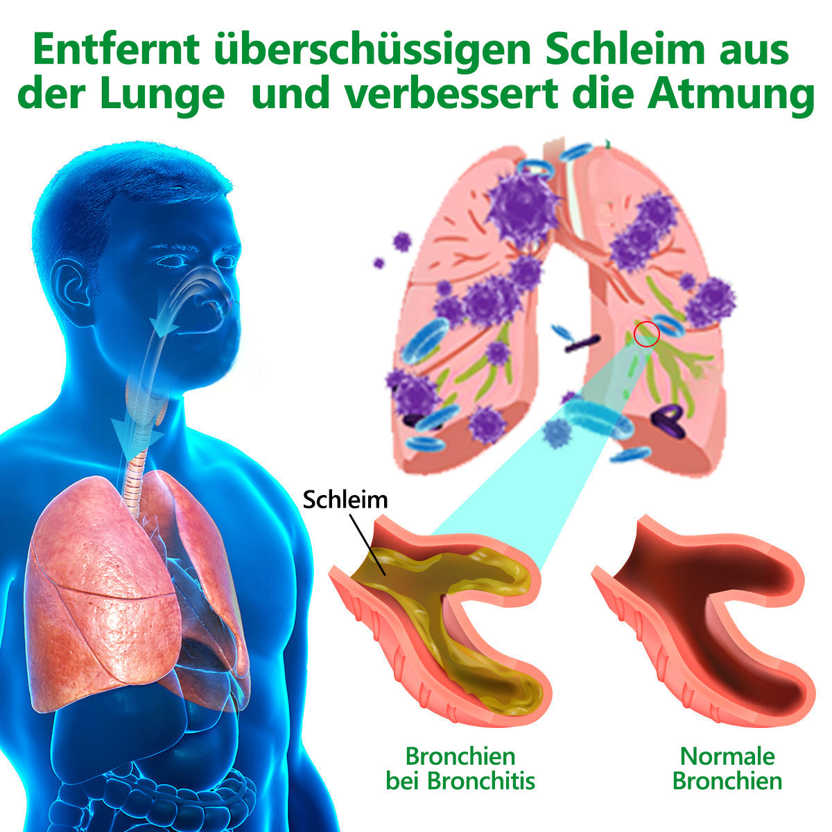 𝗢𝗳𝗳𝗶𝘇𝗶𝗲𝗹𝗹𝗲𝘀 𝗚𝗲𝘀𝗰𝗵ä𝗳𝘁: CareRegen®🪸 𝗕𝗶𝗼𝗹𝗼𝗴𝗶𝘀𝗰𝗵𝗲𝘀 𝗟𝘂𝗻𝗴𝗲𝗻𝗿𝗲𝗶𝗻𝗶𝗴𝘂𝗻𝗴𝘀-𝗜𝗻𝗵𝗮𝗹𝗮𝘁 𝗮𝘂𝘀 𝗞𝗼𝗻𝗶𝗴𝘀𝗸𝗲𝗿𝘇𝗲𝗻𝗯𝗹𝗮𝘁𝘁-𝗘𝘅𝘁𝗿𝗮𝗸𝘁 𝐖𝐢𝐬𝐬𝐞𝐧𝐬𝐜𝐡𝐚𝐟𝐭𝐥𝐢𝐜𝗵 𝐛𝐞𝐰𝐢𝐞𝐬𝐞𝐧𝗲, 𝐡𝗼𝗰𝐡𝐤𝗼𝗻𝐳𝐞𝐧𝐭𝐫𝐢𝐞𝐫𝐭𝐞 𝐅𝐨𝐫𝐦𝐞𝐥, 𝐝𝐢𝐞 𝐇𝐮𝐬𝐭𝐞𝐧, 𝐒𝐜𝐡𝐥𝐞𝐢𝐦, 𝐀𝐬𝐭𝐡𝐦𝐚 𝐮𝐧𝐝 𝐂𝐎𝐏𝐃 𝐥𝗶𝗻𝗱𝐞𝐫𝐭 — 𝐟𝗼𝐫𝐦𝐭 𝐝𝐚𝐬 𝐀𝐭𝐞𝐦𝐞𝐧 𝐞𝐢𝐧𝐟𝐚𝐜𝐡𝐞𝐫 𝐮𝐧𝐝 𝐬𝐜𝐡𝐧𝐞𝐥𝐥𝐞𝐫. 🩵